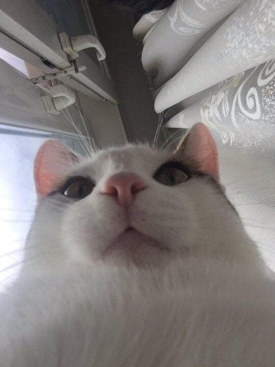 Reply image .jpg