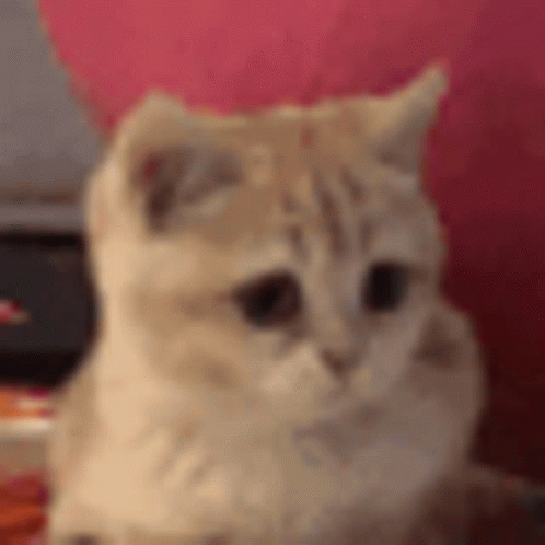 Reply image .gif