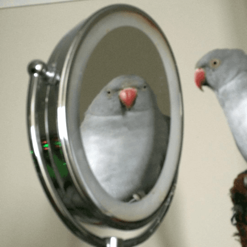 Reply image .png