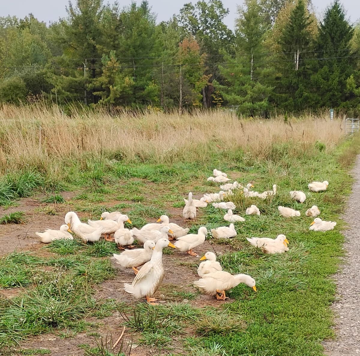 Thread image