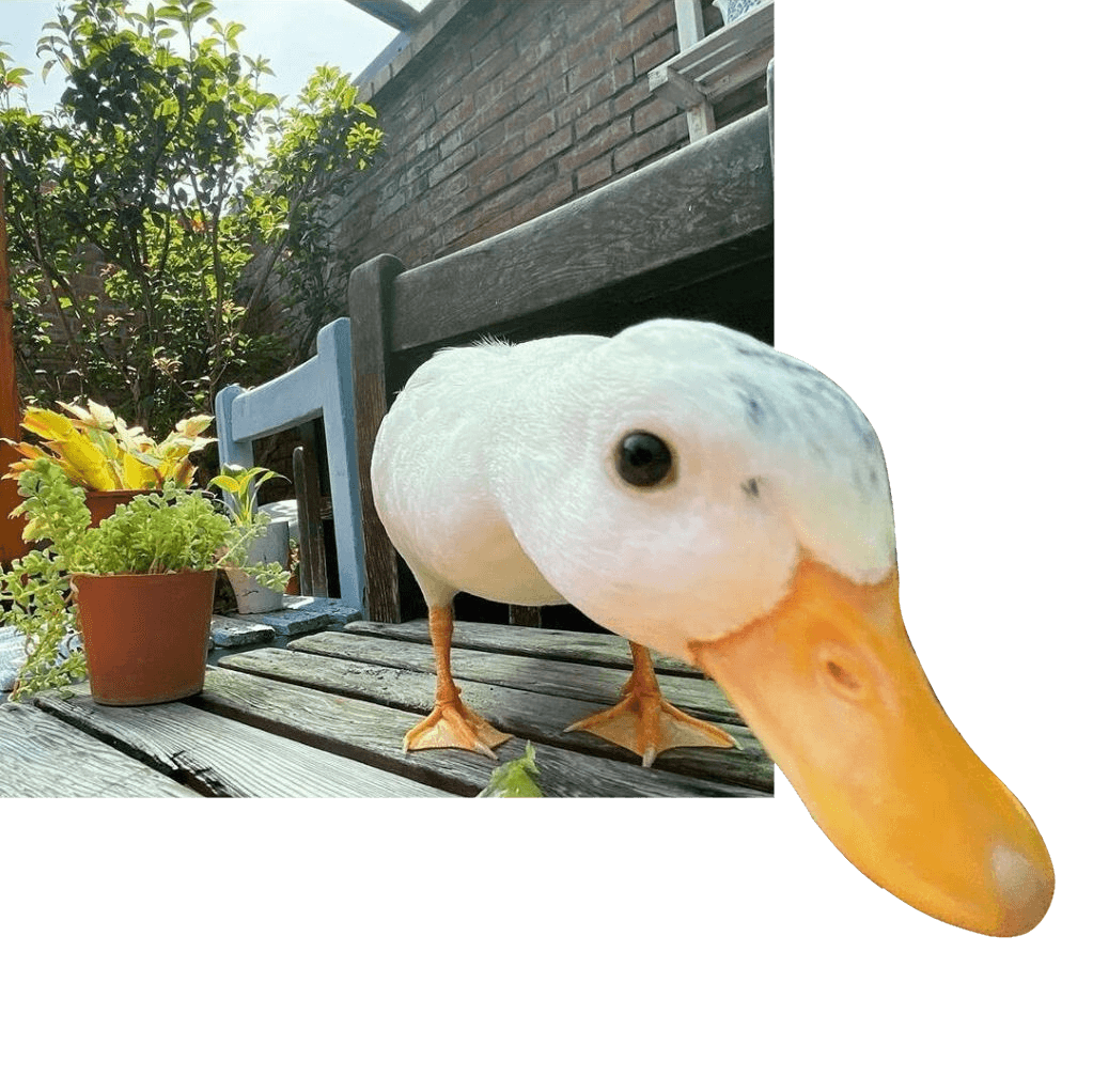 Reply image .png