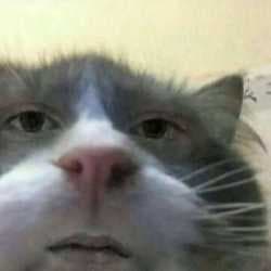 Thread image