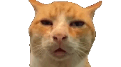 Reply image .gif