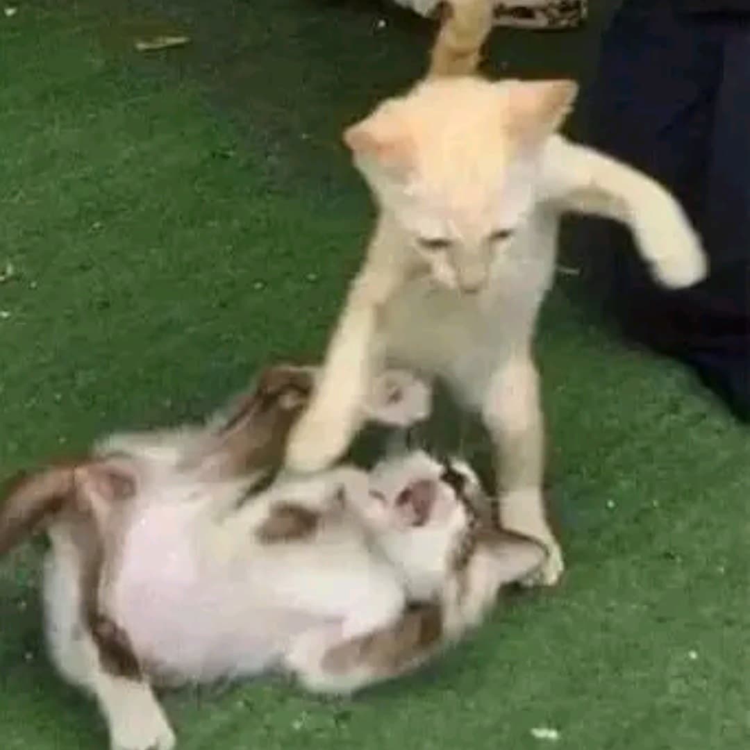 Reply image .jpg