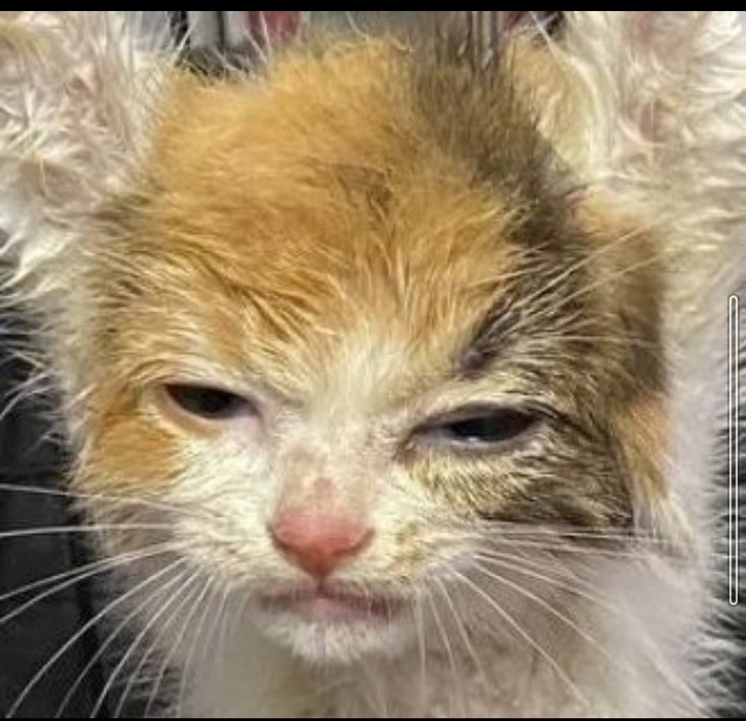 Reply image .jpg