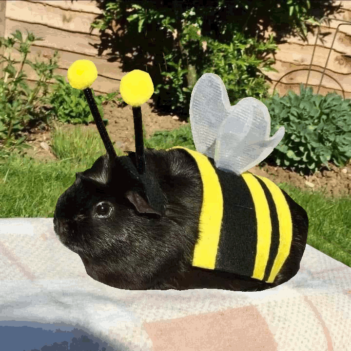 Reply image .gif