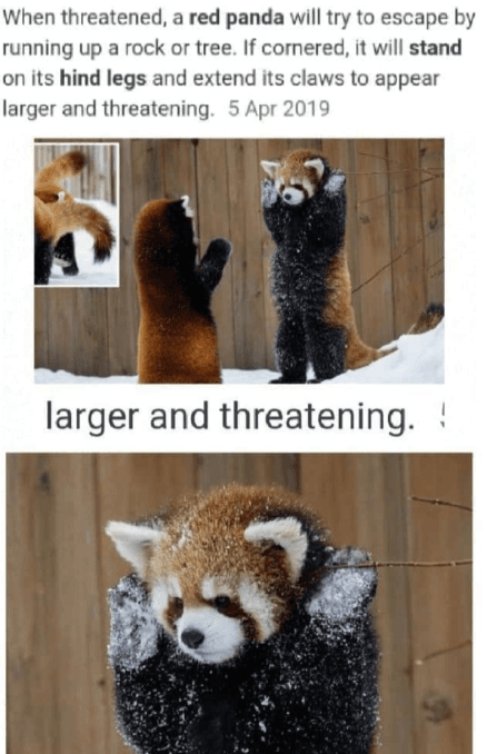 Thread image