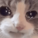 Reply image .gif