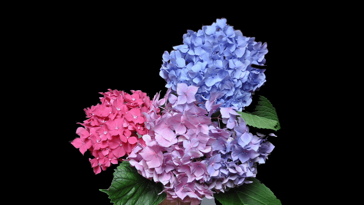 Reply image .png