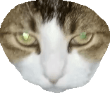 Thread image