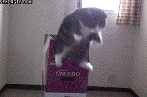 Reply image .gif