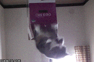Reply image .gif