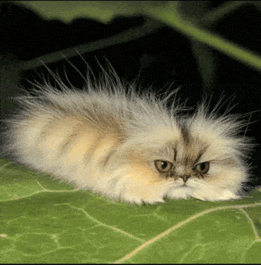 Thread image