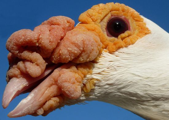 Thread image