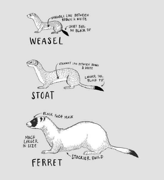 Thread image