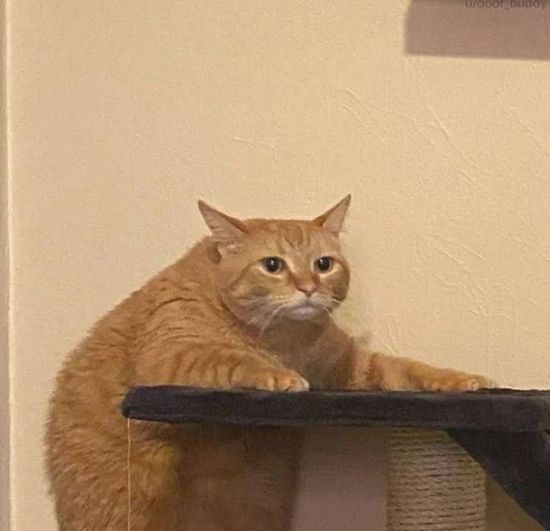 Thread image