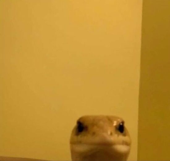 Thread image