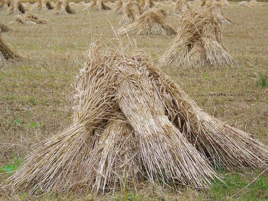 Thread image