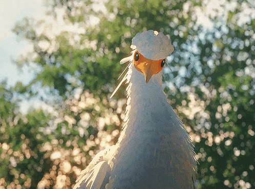 Reply image .gif