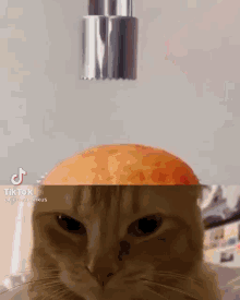 op image