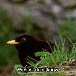 Reply image .gif