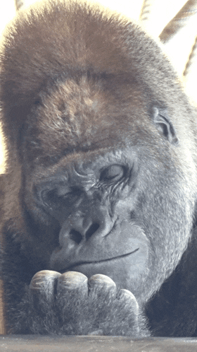 Reply image .gif