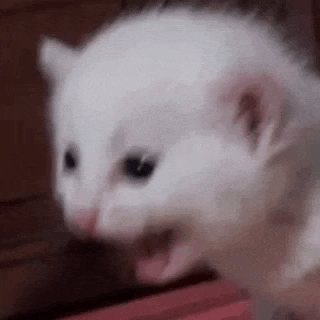 Reply image .gif