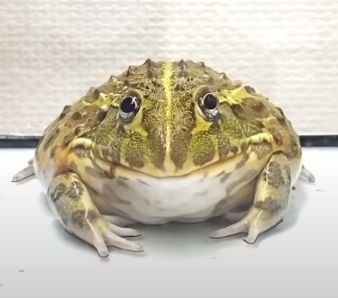 Reply image .png