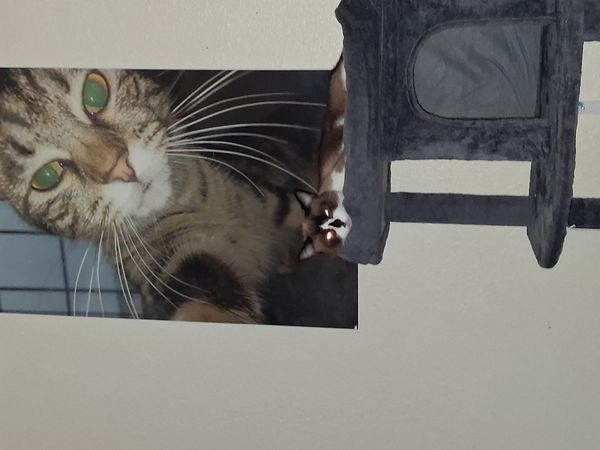 Reply image .jpg