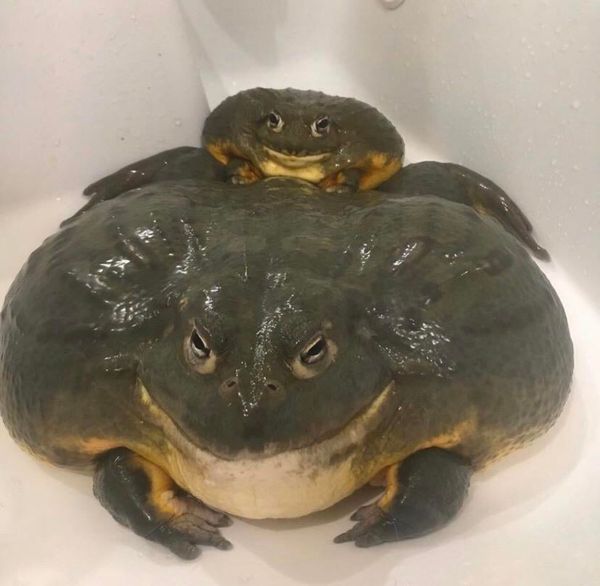 Reply image .jpg
