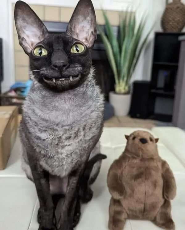 Reply image .jpg