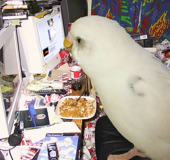 Reply image .jpg