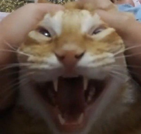 Reply image .jpg