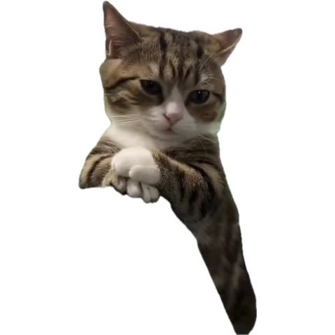Reply image .jpg