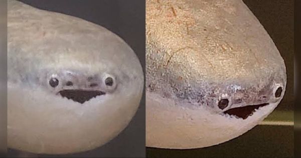 Reply image .png