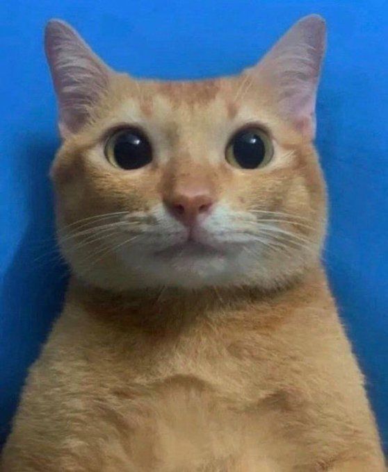 Reply image .jpg