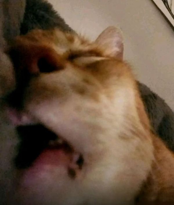 Reply image .jpg